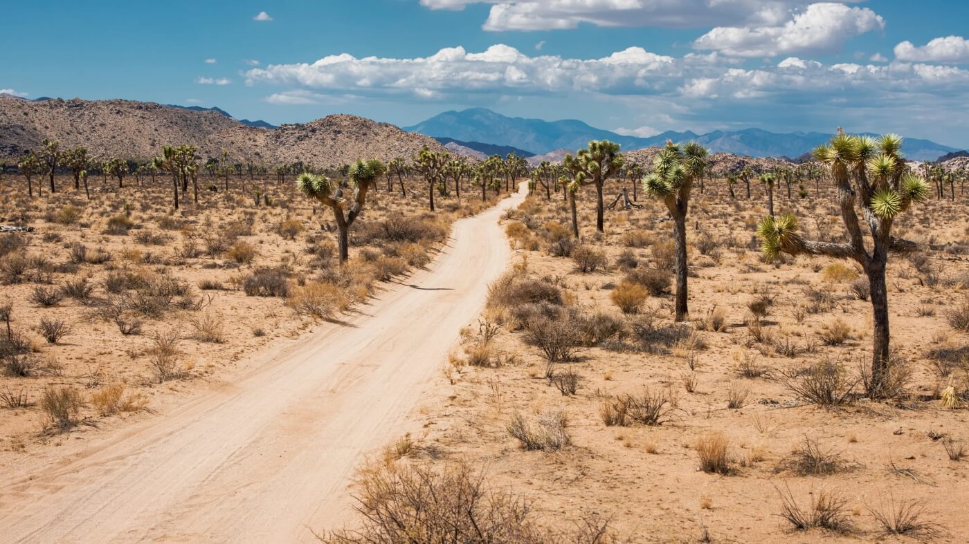 Piste de terre bordée de Joshua Trees dans le désert aride du parc national de Joshua Tree en Californie