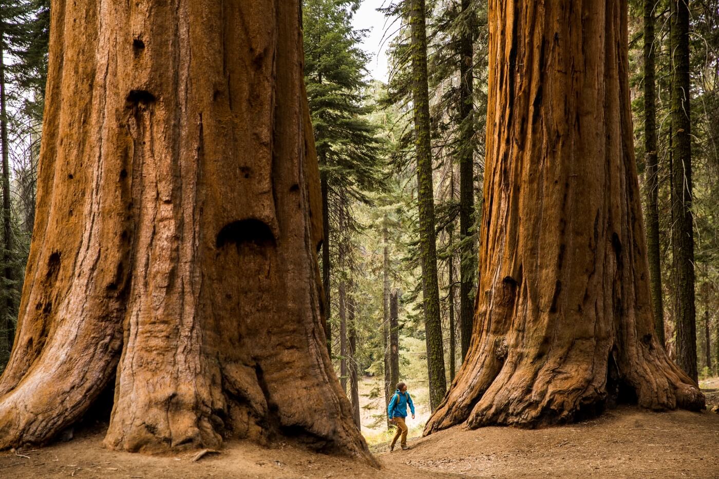 Randonneur de petite taille entre deux séquoias géants aux troncs rougeâtres dans le parc national de Sequoia