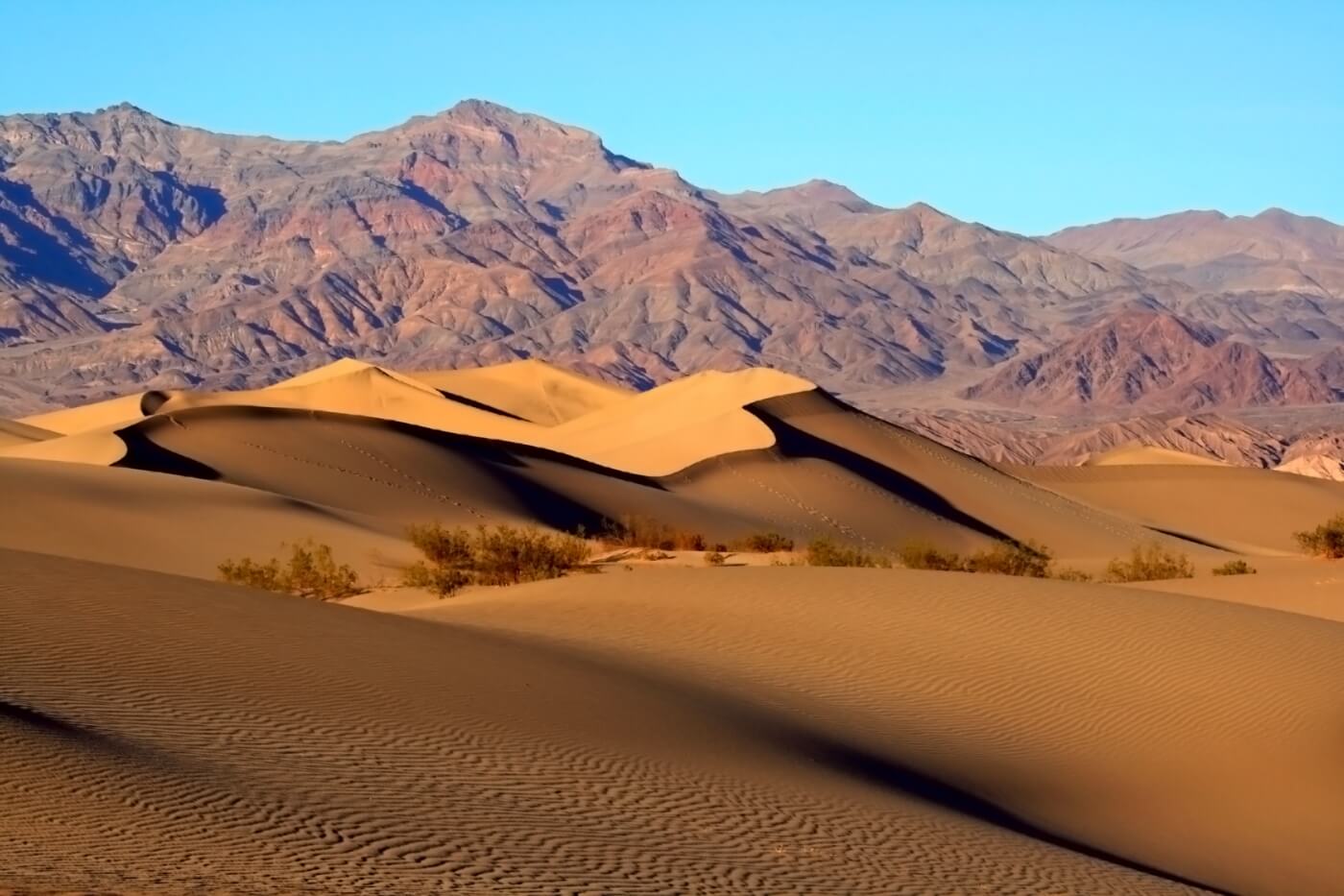 Dunes de sable dor&eacute; du parc national de la Vall&eacute;e de la Mort avec des montagnes arides et une v&eacute;g&eacute;tation d&eacute;sertique