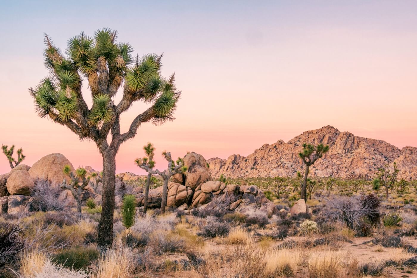 Yucca de Josu&eacute; au coucher du soleil dans le parc national de Joshua Tree, entour&eacute; de rochers et d'un ciel rose et orang&eacute;