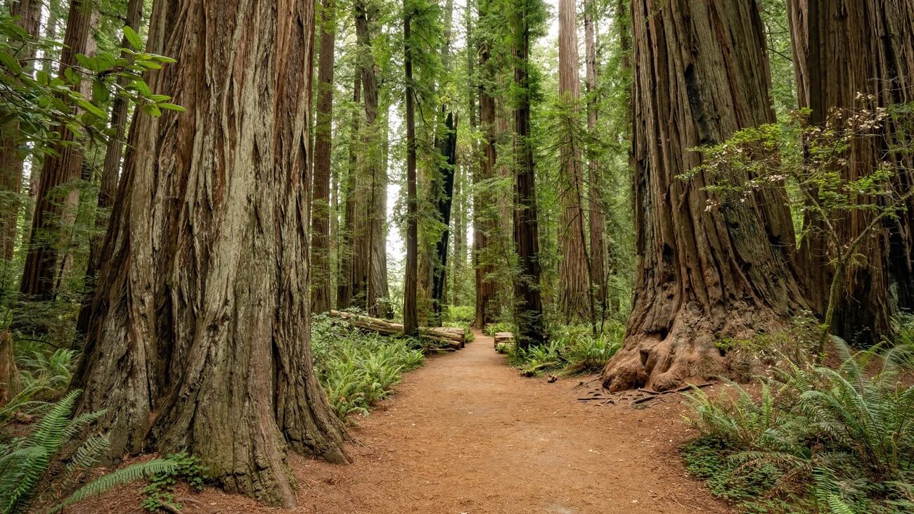 Sentier forestier traversant de gigantesques s&eacute;quoias c&ocirc;tiers au milieu de foug&egrave;res dans le parc national de Redwood