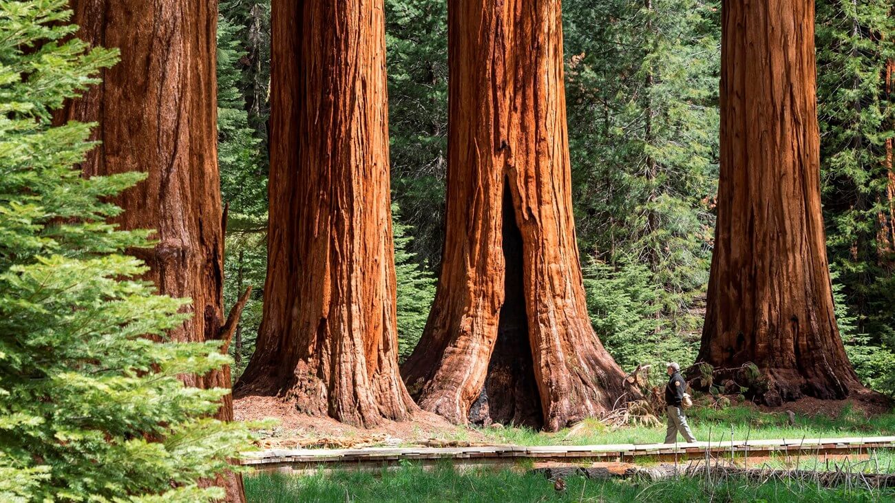 Troncs imposants de s&eacute;quoias g&eacute;ants dans le parc national de Sequoia, avec un randonneur illustrant leur taille colossale